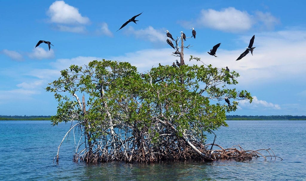 birds eco resort panama