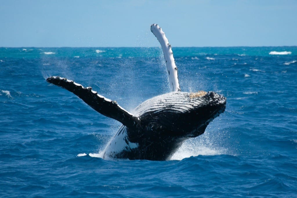 Whale watching in Panama