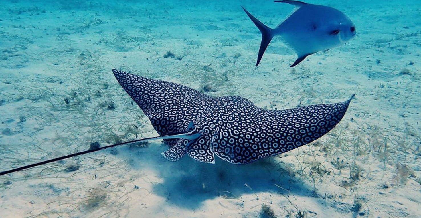 scuba diving boca chica