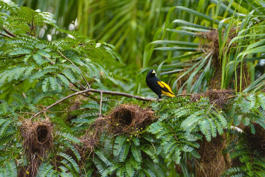 birdwatching ecotourism