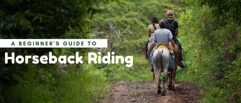 A Beginner's Guide to Horseback Riding