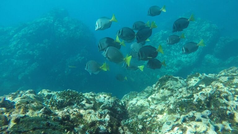 The Only NAUI Panama Diving Center is Cala Mia