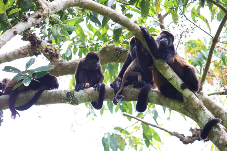 monkeys in panama