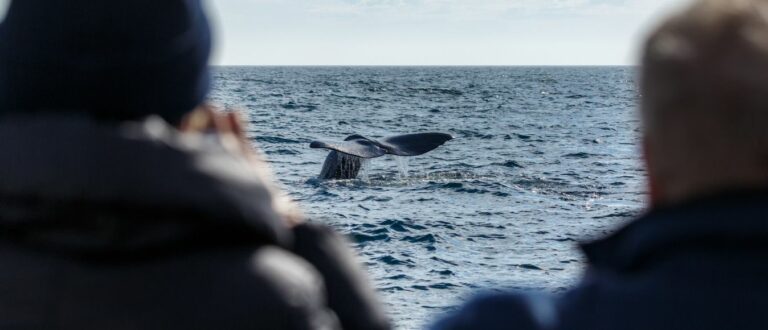 Essential Whale Watching Photography Tips