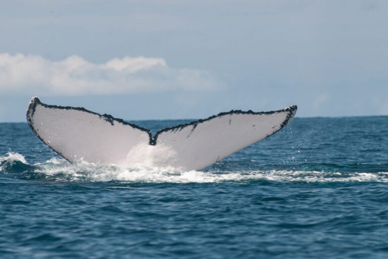 whale watching in panama