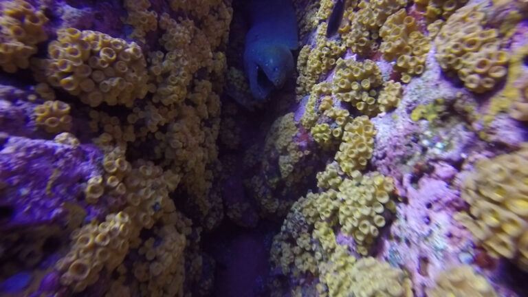 diving shoots in gulf of chiriqui