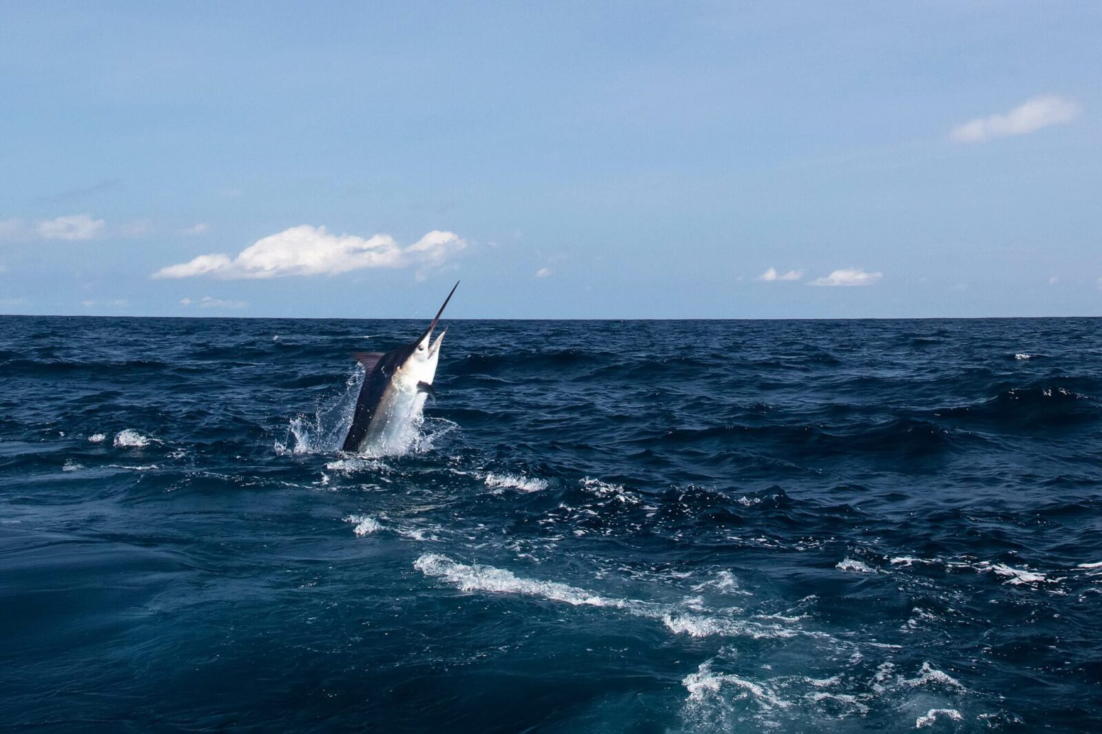 Panama Marlin Fishing - Private Island Fishing Lodge