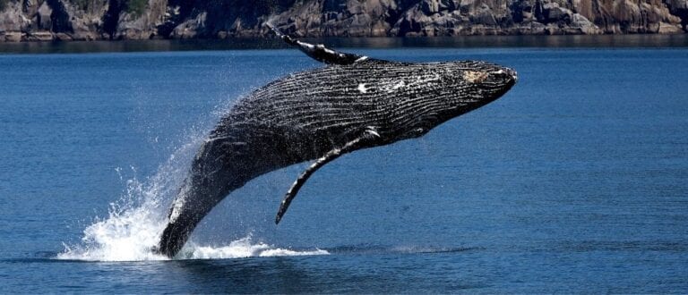 A Guide to Humpback Whale Behavior