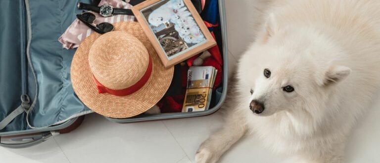 How to Travel to Panama with Your Dog