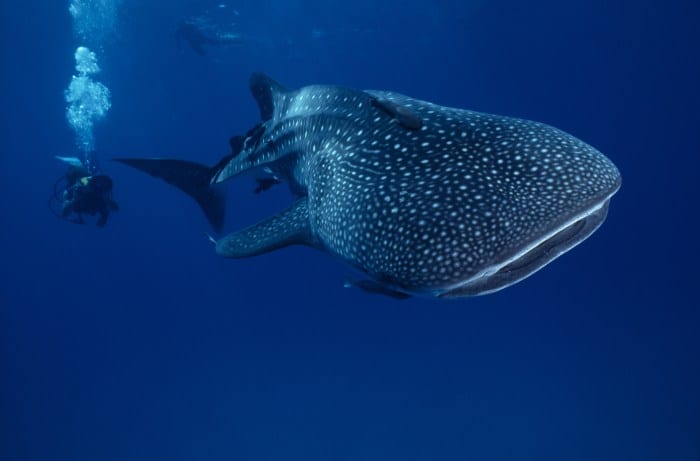 whale sharks in panama