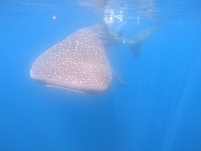 whale shark panama