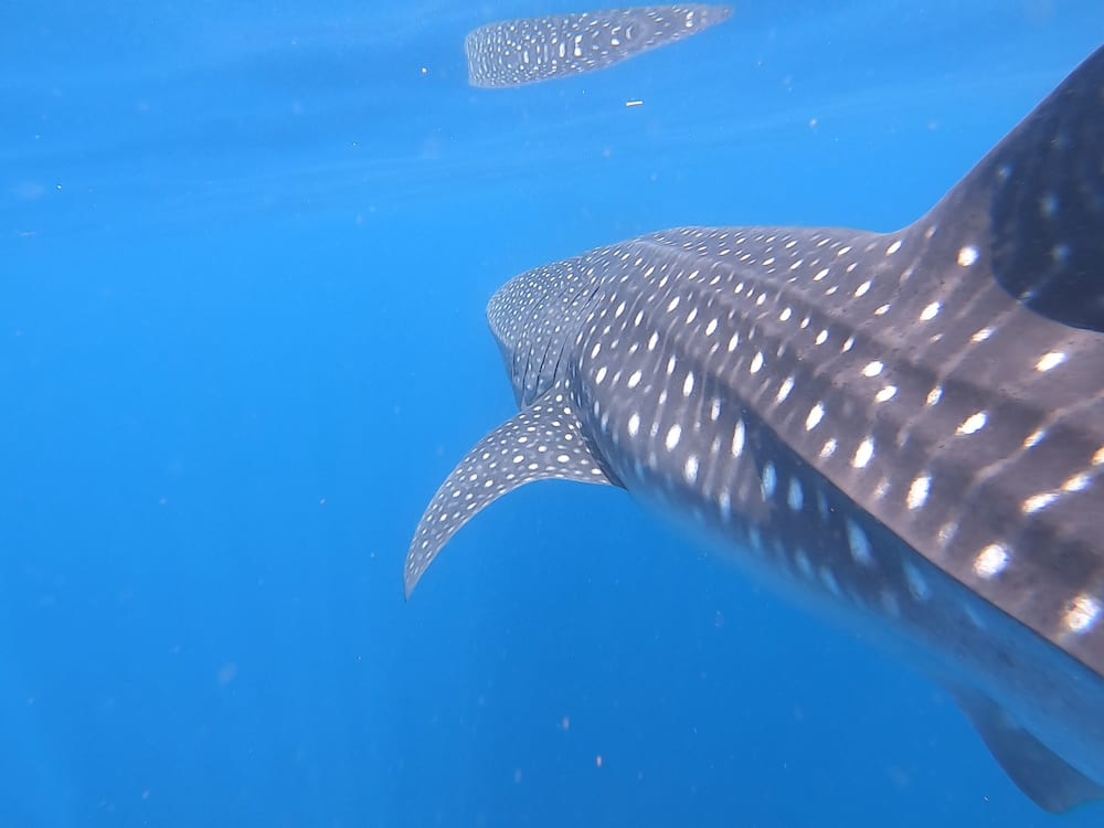 Panama Whale Shark