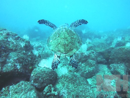 Snorkeling in Panama