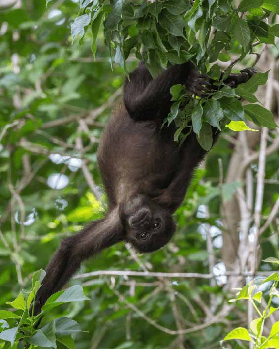 ecotourism in panama