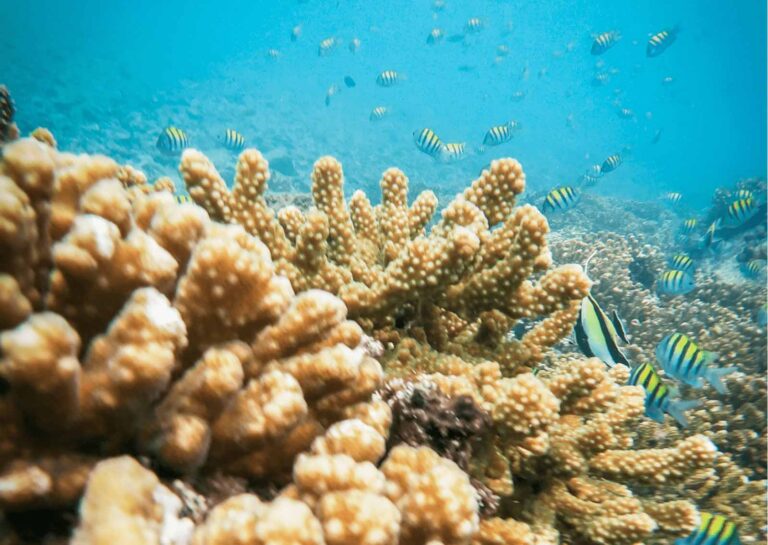 scuba diving coiba