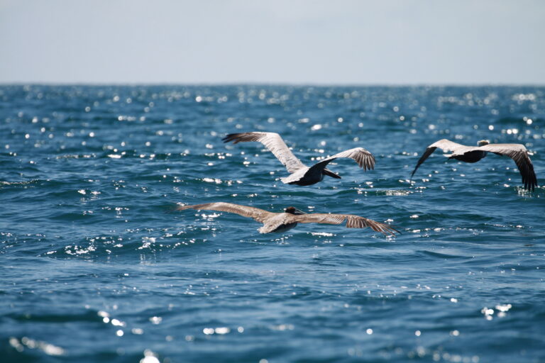 bird panama