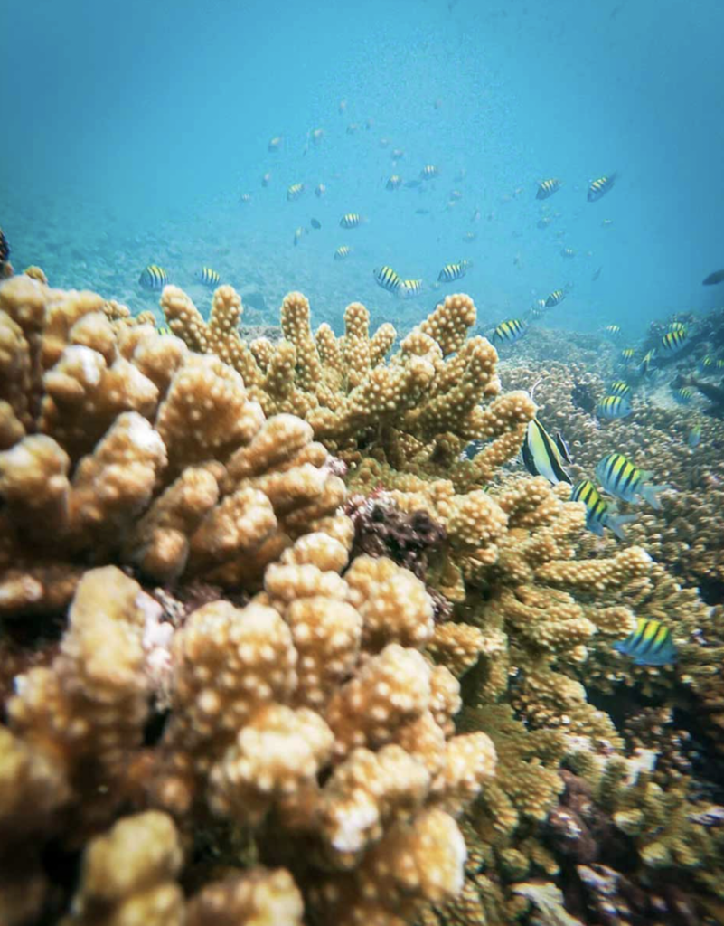 scuba diving panama