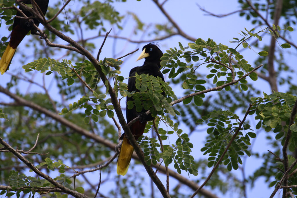 oropendola panama birdwatching