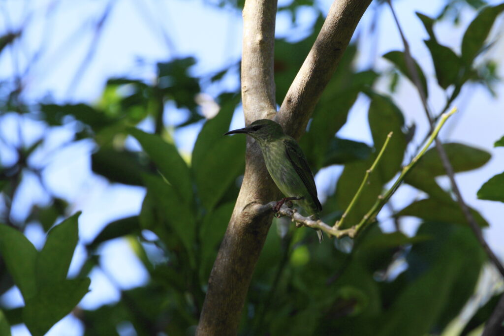 jungle birds in panama