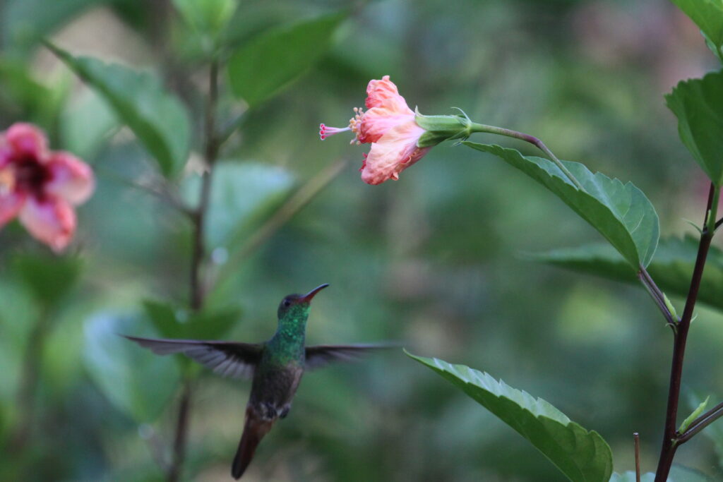 birdwatching in panama