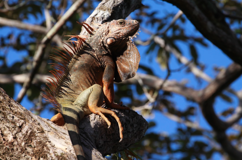 iguana in panama