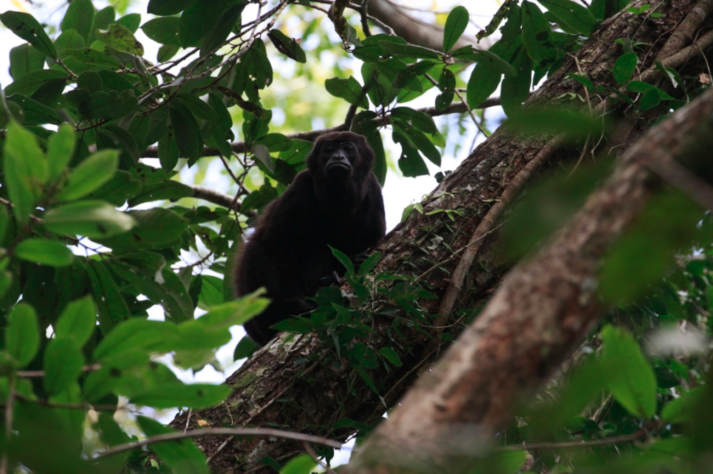 howler monkey in panama