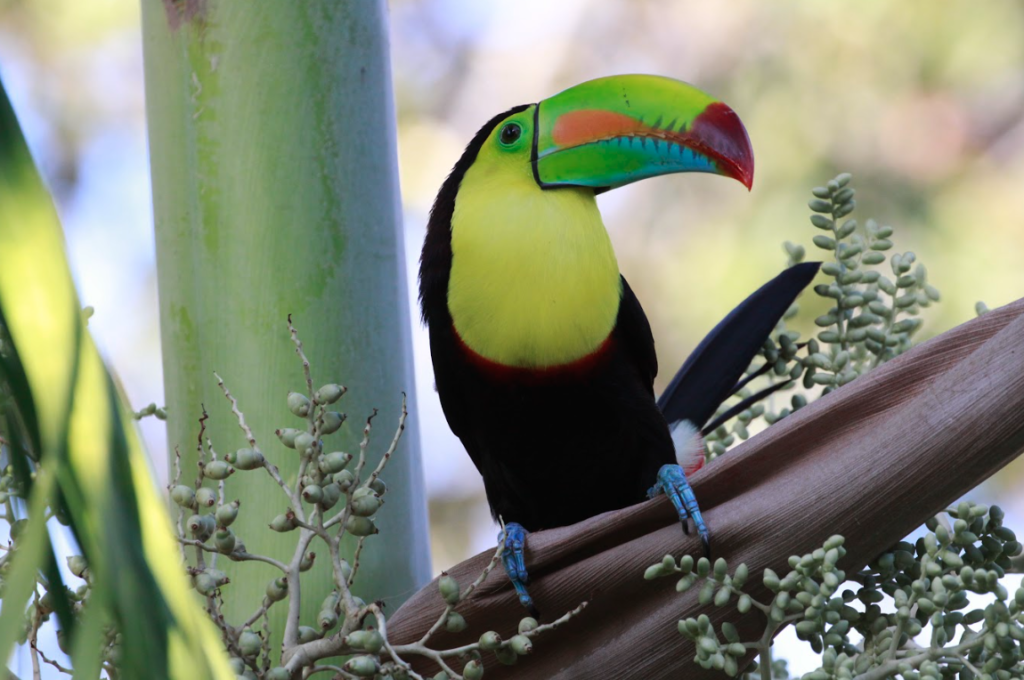 wildlife season in panama