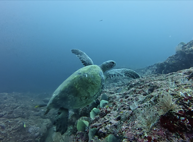 turtle in panama