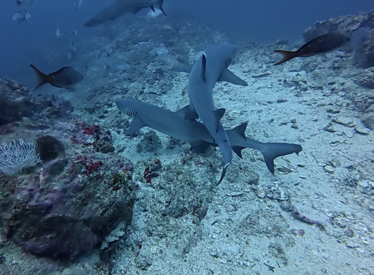 white tip shark panama