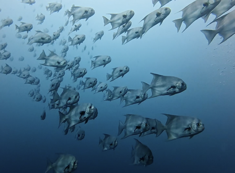 scuba panama