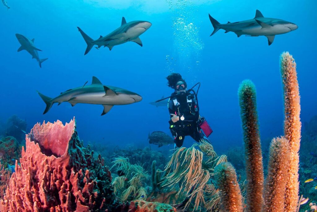roatan diving
