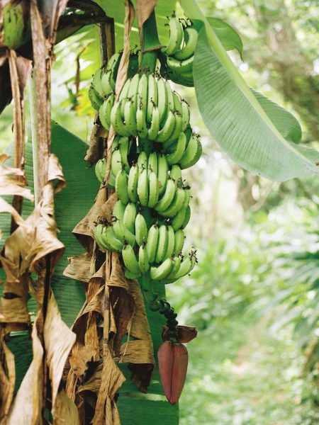 plantation banana