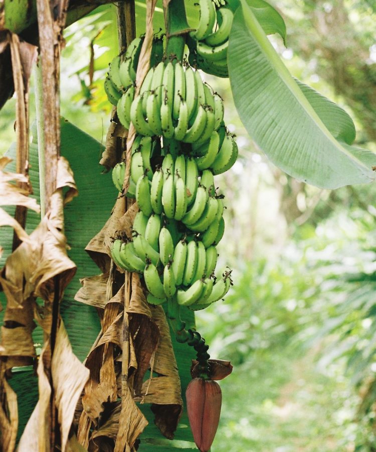 plantation banana