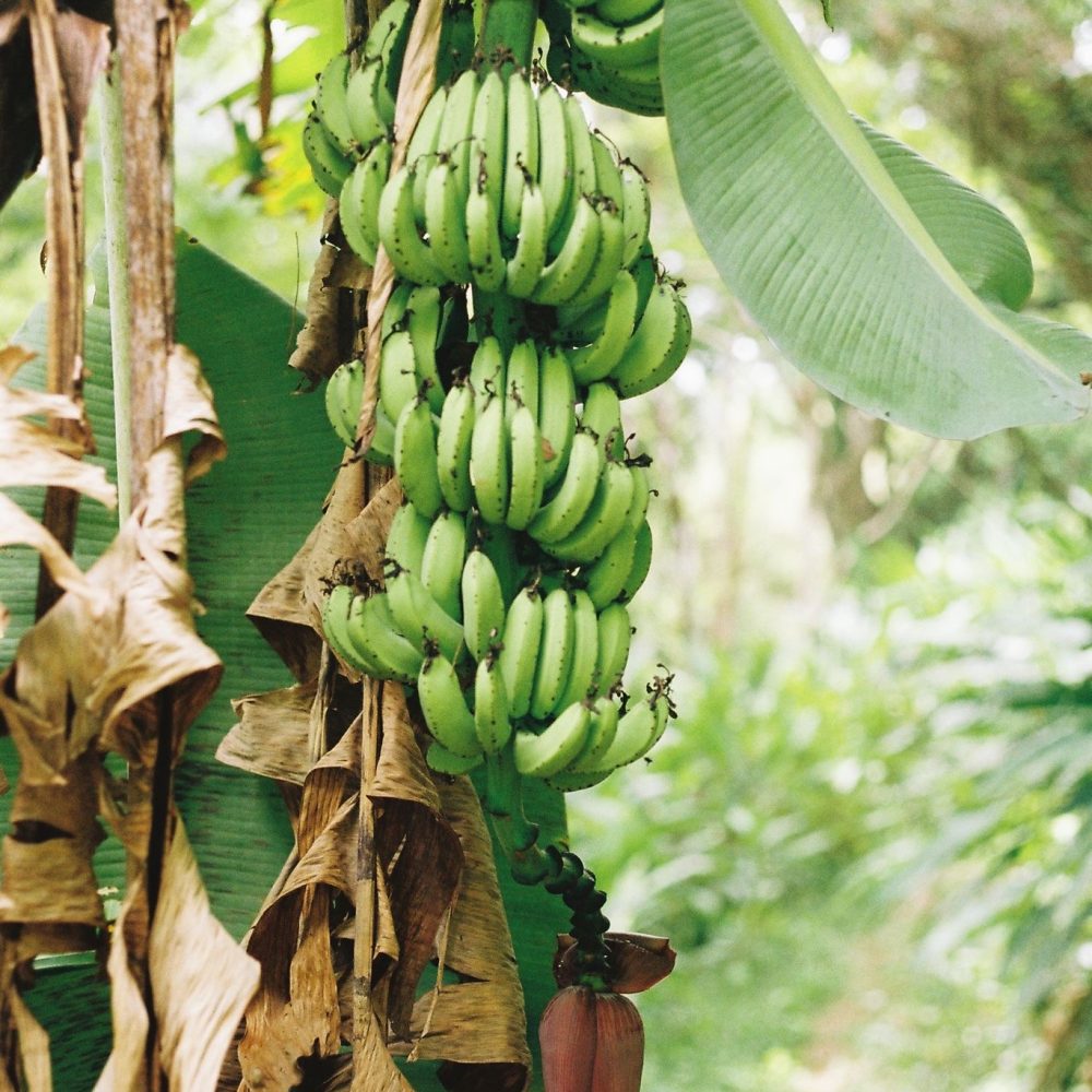 plantation banana