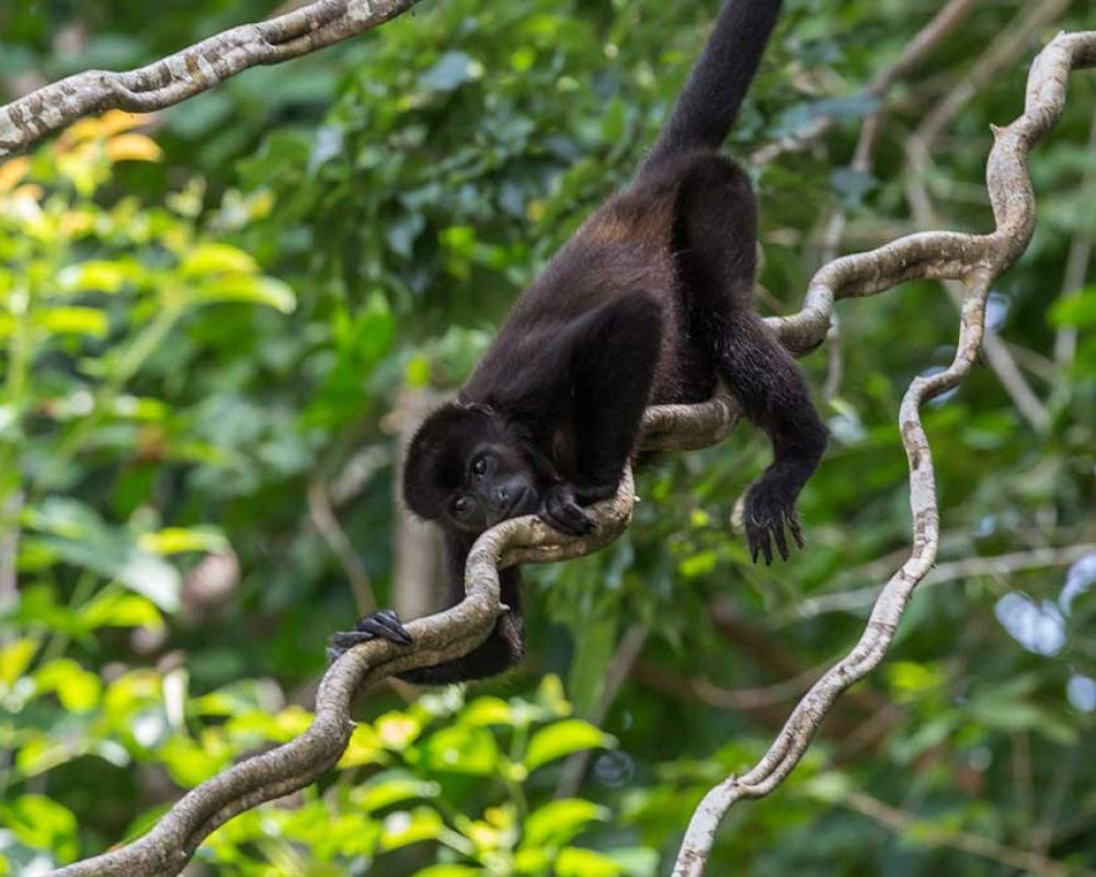 Climbing_monkey
