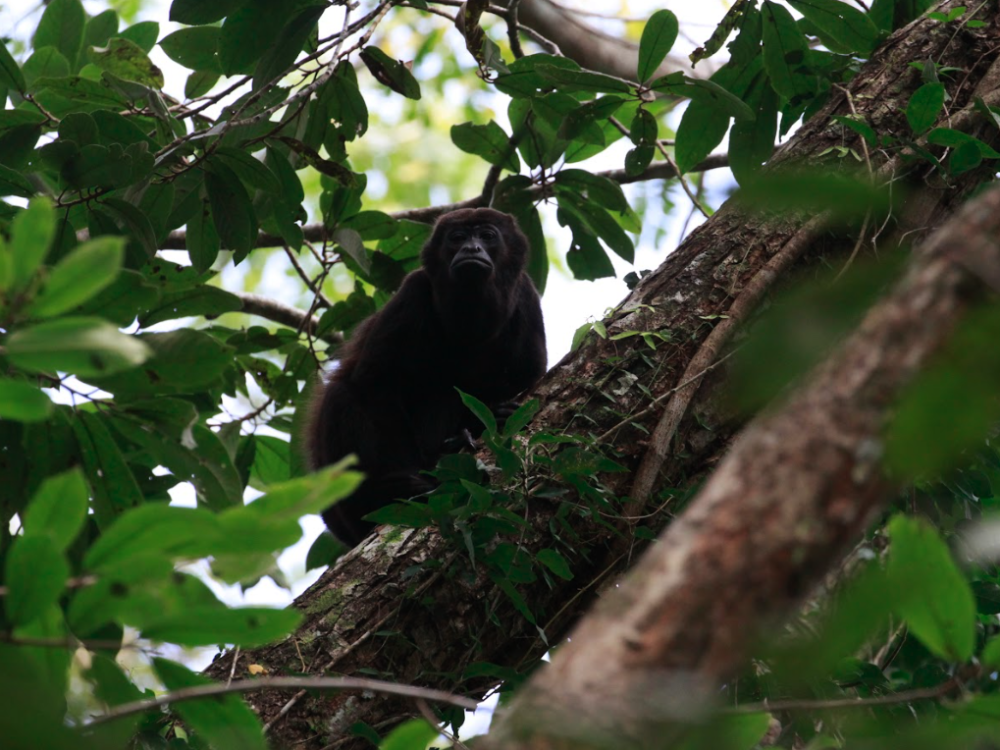 howler monkey in panama