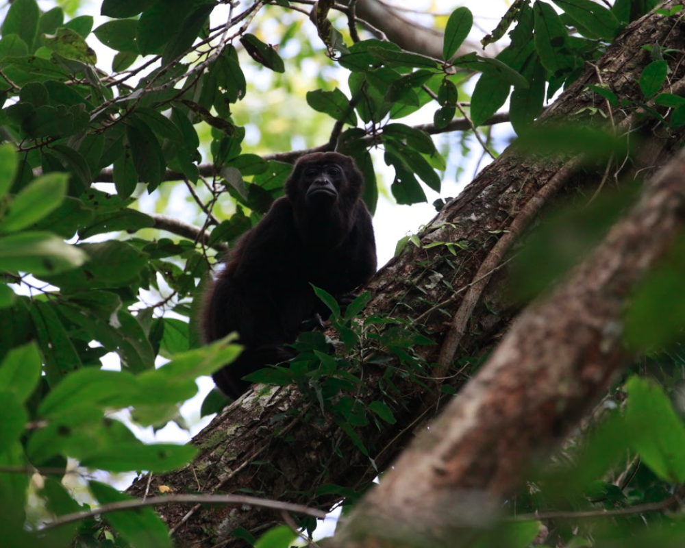 howler monkey in panama