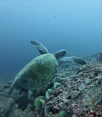 turtle in panama