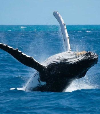 whale watching panama