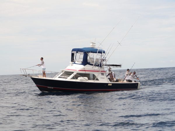 fishing panama gulf chiriqui