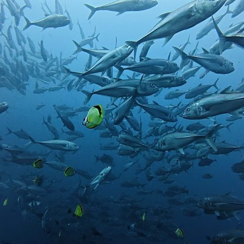 scuba in panama