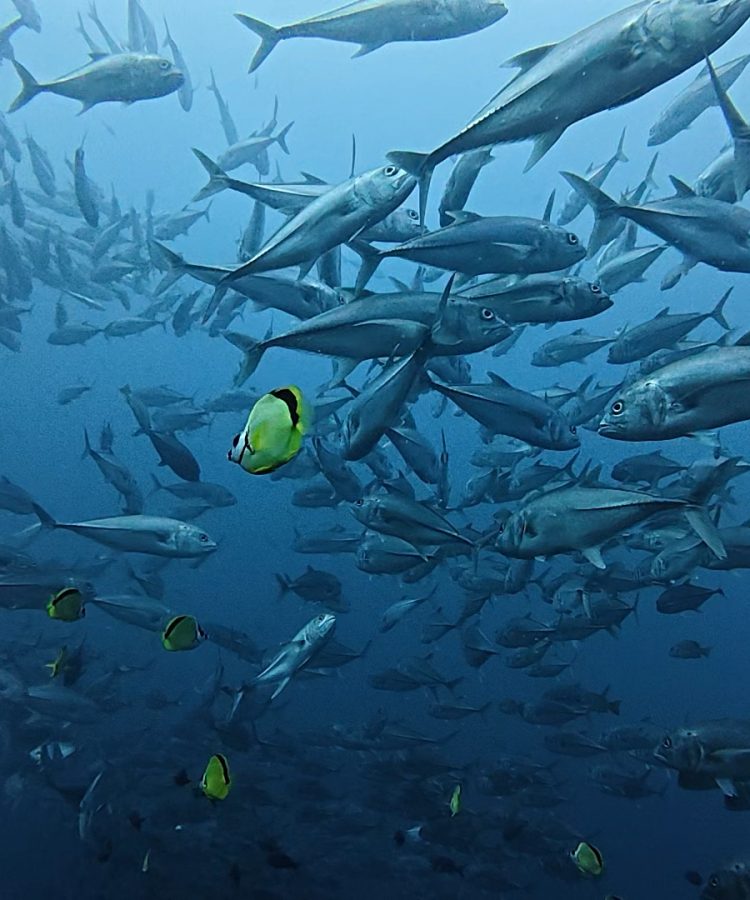 scuba in panama